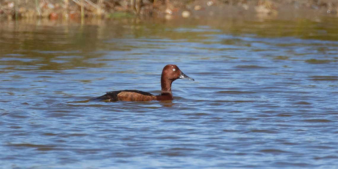 Kızılırmak Deltası Kuş Cenneti’nde 36 tür koruma altında