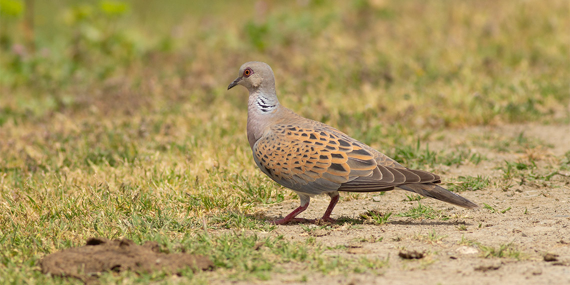 Samsun Ondokuz Mayıs Üniversitesi (OMÜ) Ornitoloji Araştırma Merkezi Öğretim Üyesi Doç. Dr. Kiraz Erciyas Yavuz, Kızılırmak Deltası Kuş Cenneti’nde kaydedilen 365 kuş türünden 1’i kritik seviyede tehlikede olmak üzere, 36’sının öncelikli koruma altında olduğunu söyledi.