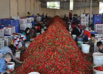 5 bin tarım işçisi biber temizleyerek geçimini sağlıyor