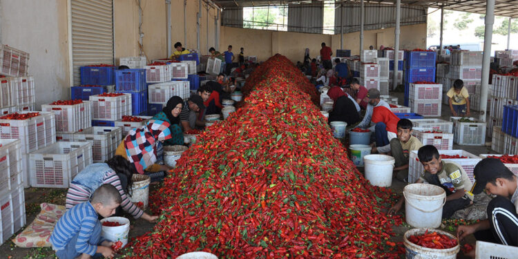 5 bin tarım işçisi biber temizleyerek geçimini sağlıyor