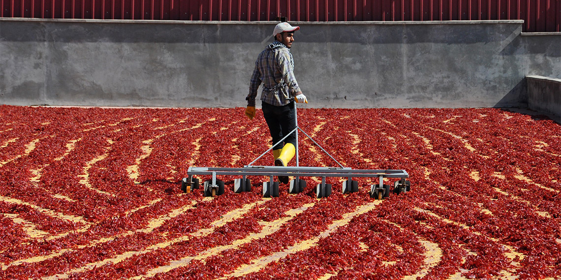 Türkiye’nin kırmızı biber ihtiyacının büyük bölümünün karşılandığı İslahiye’de 5 bin tarım işçisi, biber temizleyerek geçimini sağlıyor.