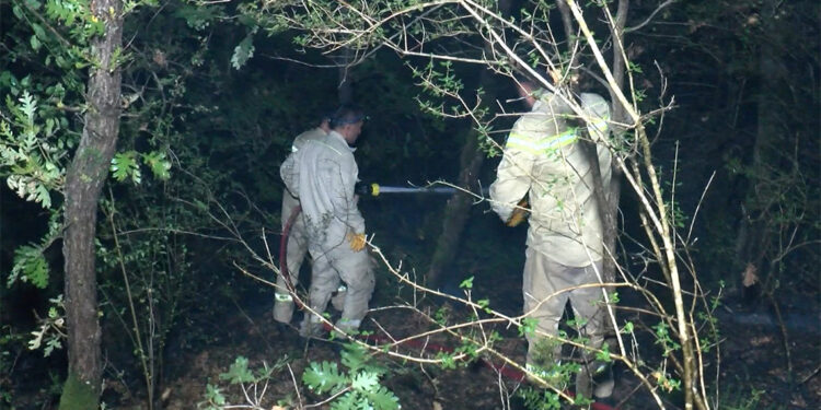 Pendik'teki orman yangınında 6 hektar yandı