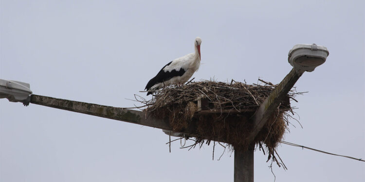 Göçe yetişemeyen leylekler, deltada yaşamlarını sürdürüyor