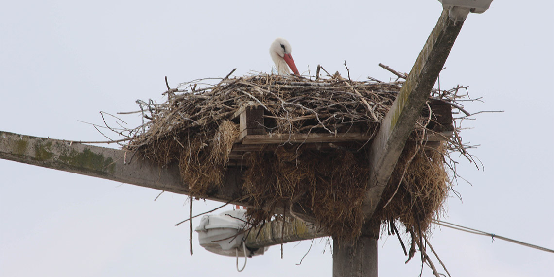 Göçe yetişemeyen leylekler, deltada yaşamlarını sürdürüyor