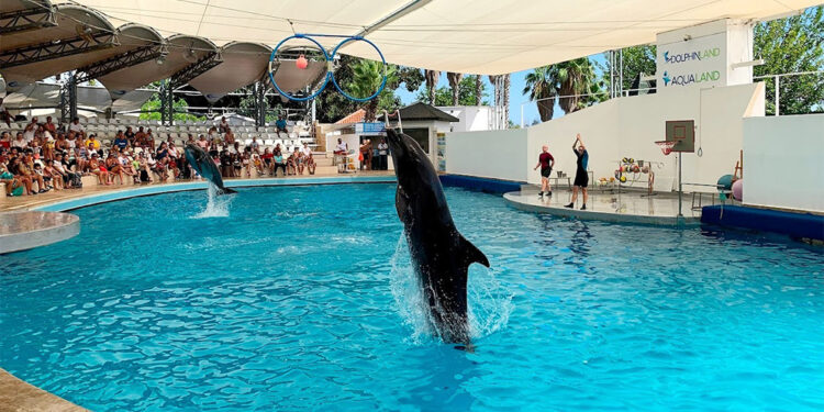 Waterhill Park'ta bir yunus bir fok öldü