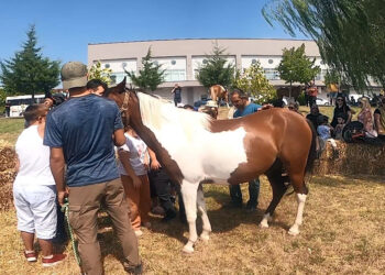 Hippoterapi 'tamamlayıcı tedaviler' arasına alınmalı
