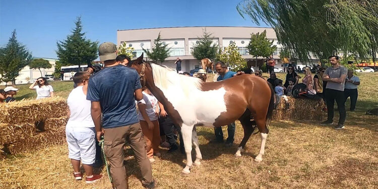 Hippoterapi 'tamamlayıcı tedaviler' arasına alınmalı