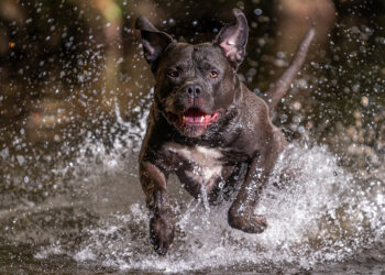 İngiltere'de tehlikeli köpek ırklarının yasaklanması gündemdeİngiltere'de tehlikeli köpek ırklarının yasaklanması gündemde