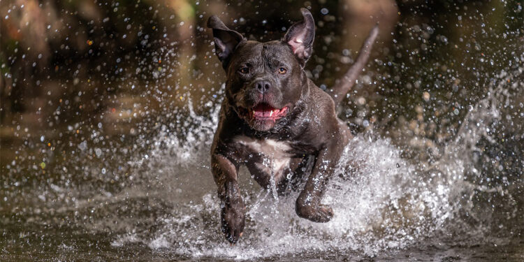 İngiltere'de tehlikeli köpek ırklarının yasaklanması gündemdeİngiltere'de tehlikeli köpek ırklarının yasaklanması gündemde
