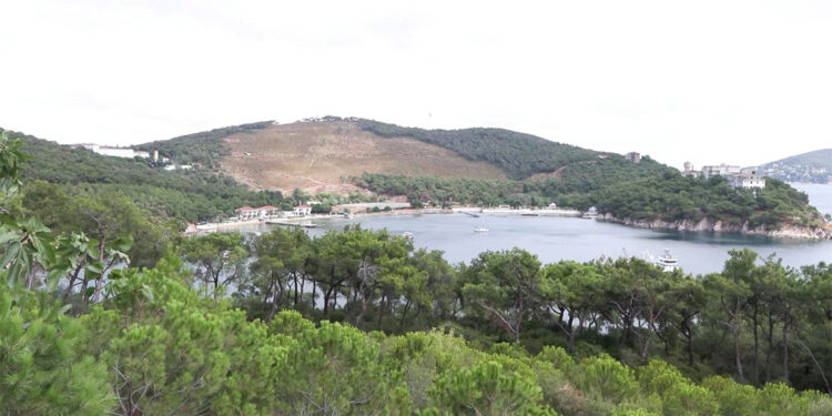 İstanbul'da orman yangınlarına karşı ‘Kozalak’ önlemi