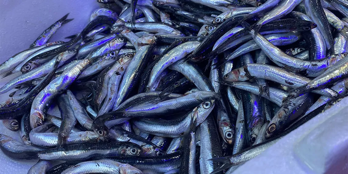 Rize recep tayyip erdoğan üniversitesi (rteü) su ürünleri fakültesi bilim insanlarınca yapılan araştırmada; karadeniz'de aşırı avlanma nedeniyle balık çeşitliliğinin azalıp, hamsi boylarının ise 11,5 santimetreden, 9,5 santimetreye gerilediği ortaya belirlendi.