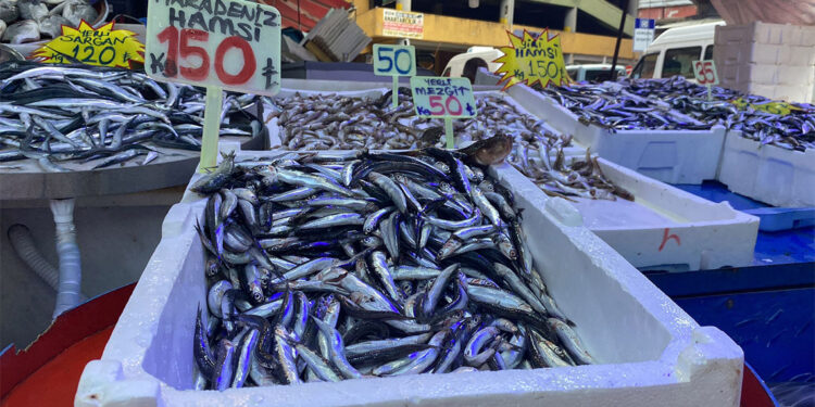 Karadeniz'de aşırı avlanma tehlikesi