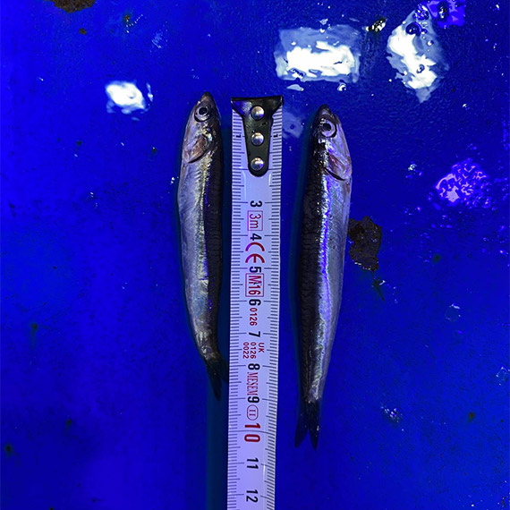 Karadeniz'de aşırı avlanma tehlikesi