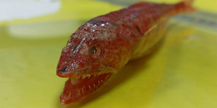 'Synodus Randalli' Akdeniz'de ilk kez görüldü