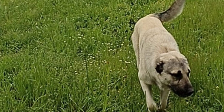 Bozo bıçaklanarak öldürüldü