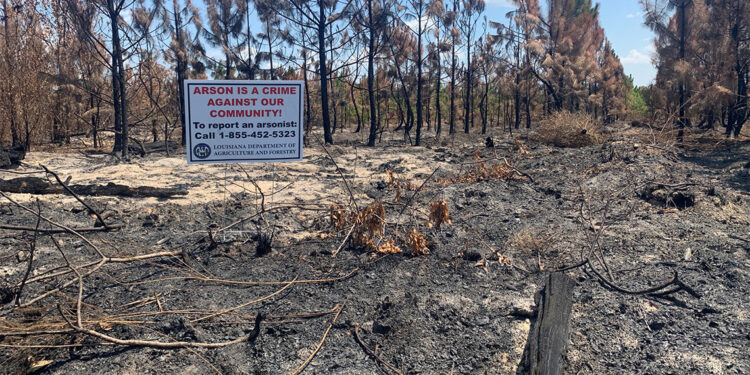 Louisiana'da orman yangınlarının çıkış nedeni belli oldu