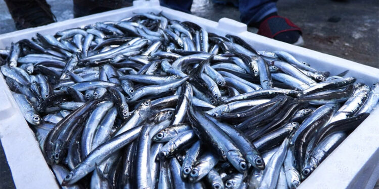 Marmara Denizi'nde hamsi bolluğu yaşanıyor
