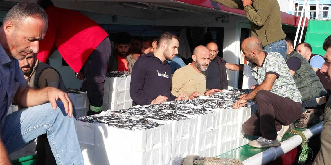 Marmara Denizi'nde hamsi bolluğu yaşanıyor