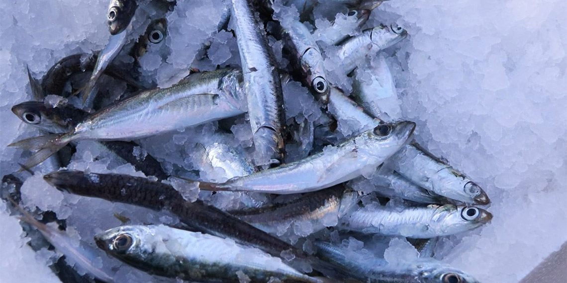 Av yasağının 1 Eylül'de sona ermesiyle Marmara Denizi'nde hamsi bolluğu yaşanıyor. Bu yıl bir hafta içinde 747 ton 651 kilogram hamsi avlandı.