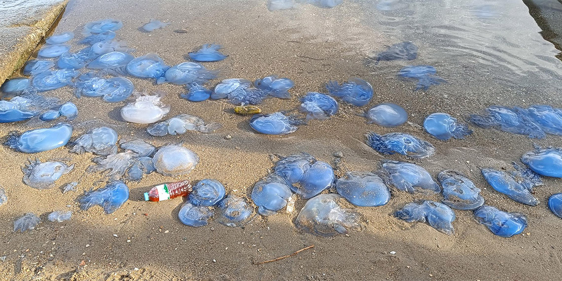 Mavi renkli denizanaları balıkçılığı olumsuz etkiliyor