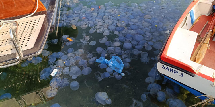 Mavi renkli denizanaları balıkçılığı olumsuz etkiliyor