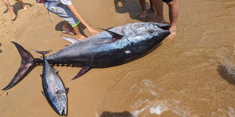 3 amatör balıkçı, 2 metrelik orkinos yakaladı