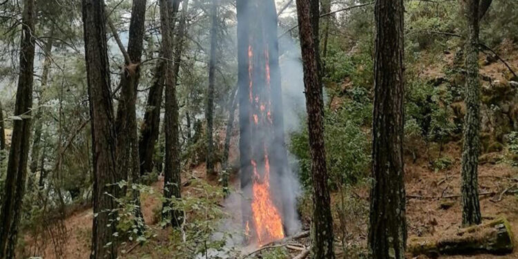Muğla'da yıldırımlar nedeniyle 36 yangın çıktı