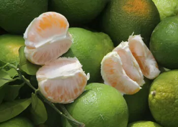 Çukurova'da limon ve mandalina hasadı devam ediyor
