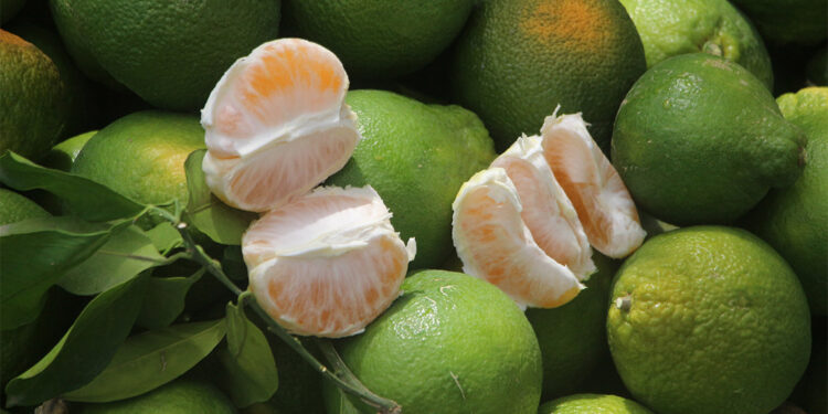 Çukurova'da limon ve mandalina hasadı devam ediyor