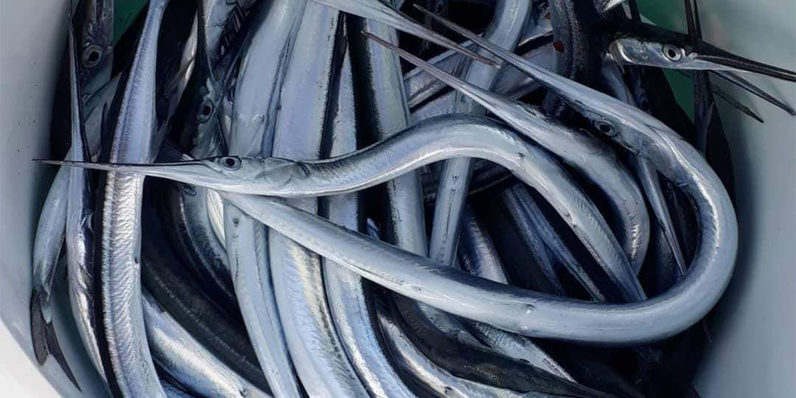 Olta balıkçılığında zargana bereketi