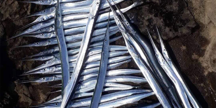 Olta balıkçılığında zargana bereketi