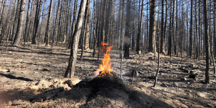 Kırmızı orman karıncalarının yuvası yangından kurtarıldı