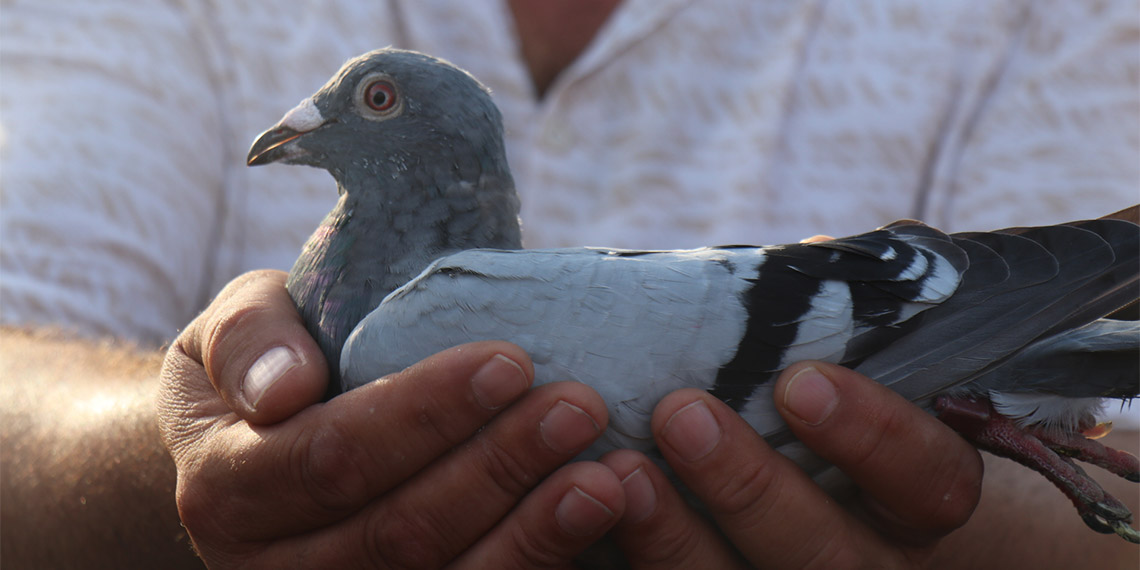 Posta Güvercini Yarışmasında 1'nci olan güvercin altın kemer kazandırdı