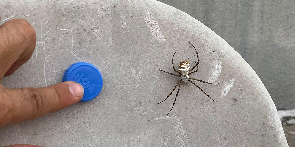 Türkiye'nin çeşitli illerinde daha önce görülen 'Loblu örümcek' adlandırılan (Argiope lobata) örümceği Tekirdağ'da görüldü.