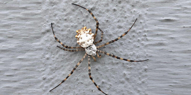 'Loblu örümcek' insan öldüren bir tür değil