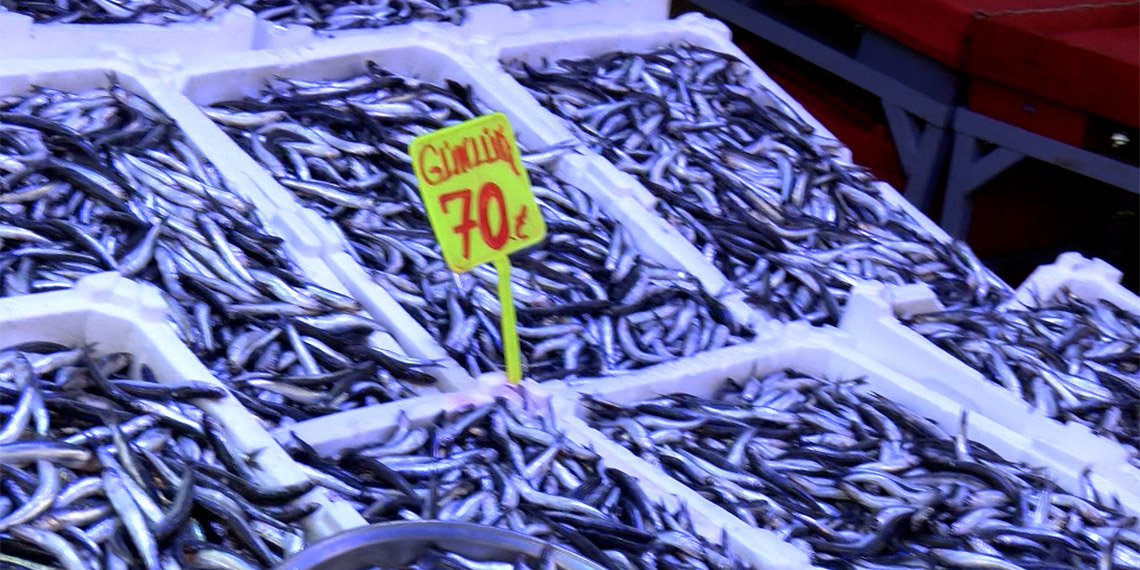 Rize'de hamsi bollaştı; fiyatı 50 TL'ye düştü