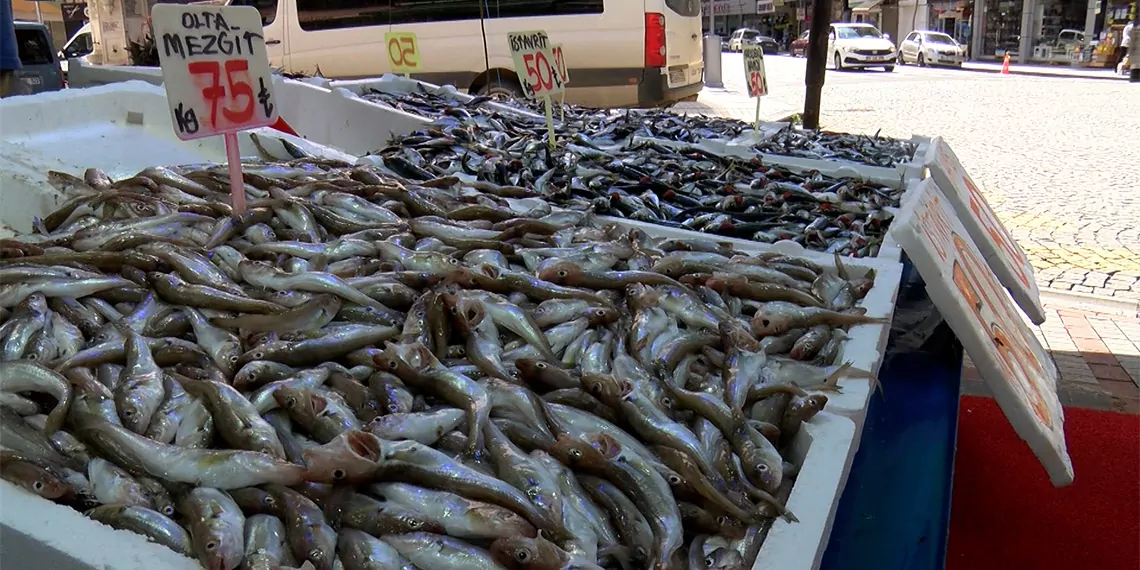 Av yasağı sonrası rize'de hamsi bollaştı, balıkçı tezgahlarında yer alan hamsinin fiyatı 100 liradan 50 liraya kadar düştü.