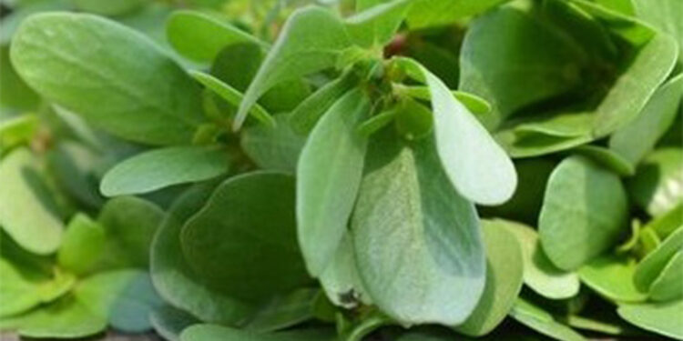 Semizotunun faydaları saymakla bitmiyor