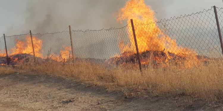 Siirt'te fıstık ve üzüm bağında çıkan yangında 20 dönüm zarar gördü