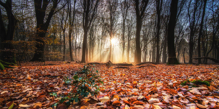 Memleketimde sonbahar..