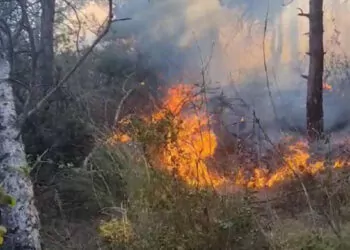 Sultangazi şehir ormanlarındaki yangın söndürüldü
