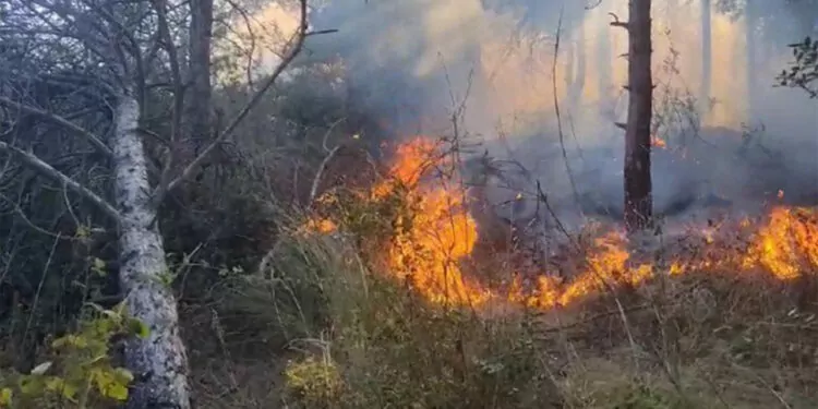 Sultangazi şehir ormanlarındaki yangın söndürüldü