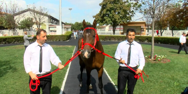 15 safkan Arap tayı toplam 22 milyon liraya satıldı