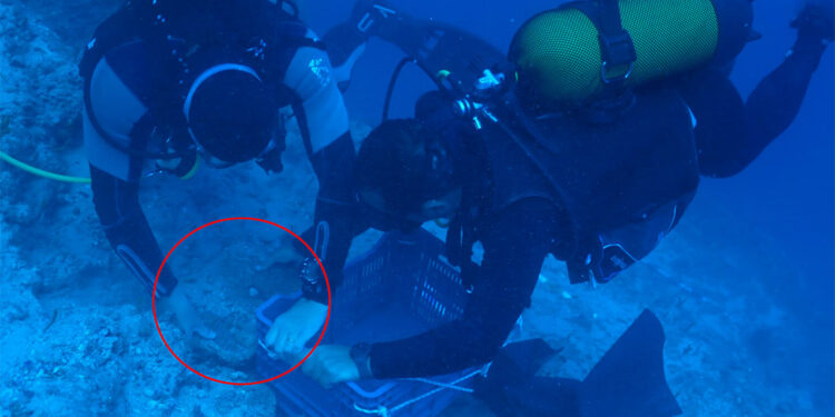 Kumluca Orta Tunç Çağı Batığı'ndan 30 bakır külçe çıkarıldı