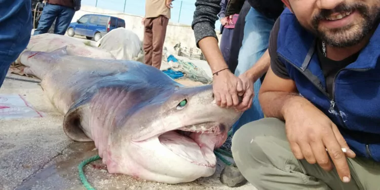 4 metrelik köpek balığını, yüzdürerek iskeleye getirdi