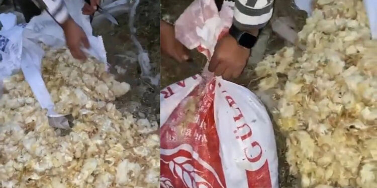 Amasya'da ağzı bağlı çuvallarda, 600 ölü civciv bulundu