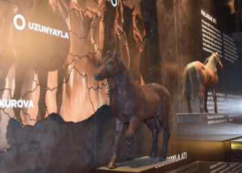 Anadolu'nun savaş atı 'Uzunyayla' ırkı müzede tanıtılıyor