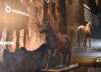 Anadolu'nun savaş atı 'uzunyayla' ırkı müzede tanıtılıyor