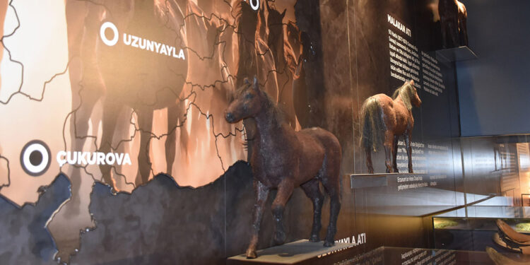 Anadolu'nun savaş atı 'Uzunyayla' ırkı müzede tanıtılıyor
