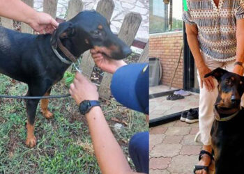 Berzeg'in köpeği 'Tina', kaybolmadan önceki haline döndü